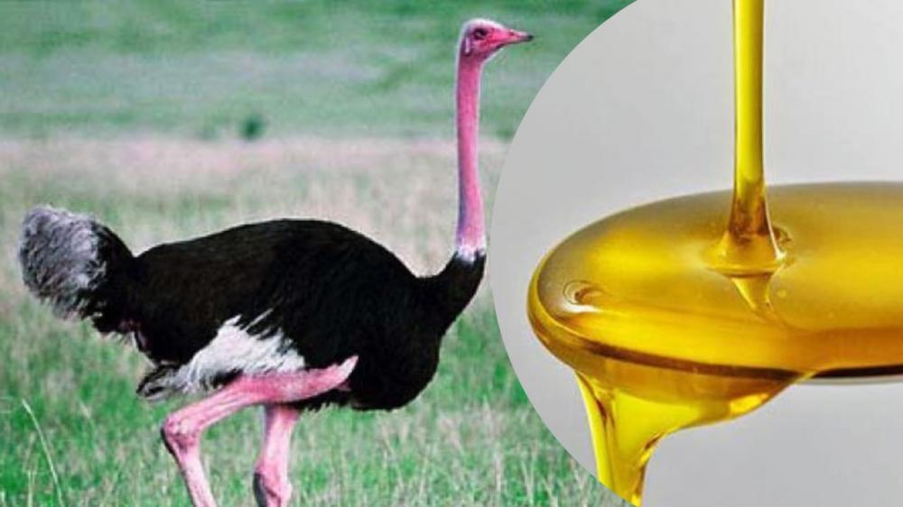 Óleo de avestruz: veja os seus benefícios para a saúde e como usar