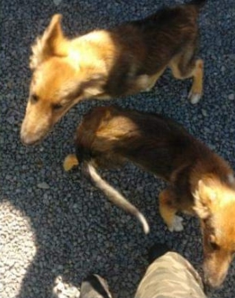 Homem abandona dois filhotes de cães no meio da rua em Garibaldi