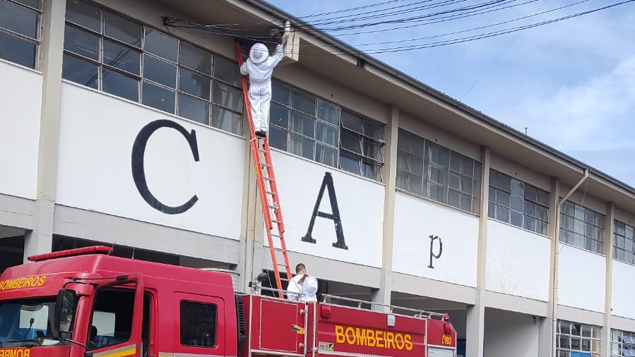 O corpo de bombeiros de Bento Gonçalves é chamado quase que diariamente para a retirada de ninhos de vespas e abelhas. Crédito: Divulgação 