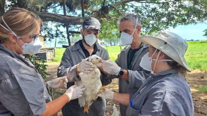 Seapi utiliza drones e embarcações para monitorar aves de vida livre -Foto: Fernando Dias/Seapi