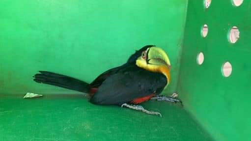 A ave foi recolhida e encaminhada para avaliação médico-veterinária, onde constatou-se uma lesão na asa.