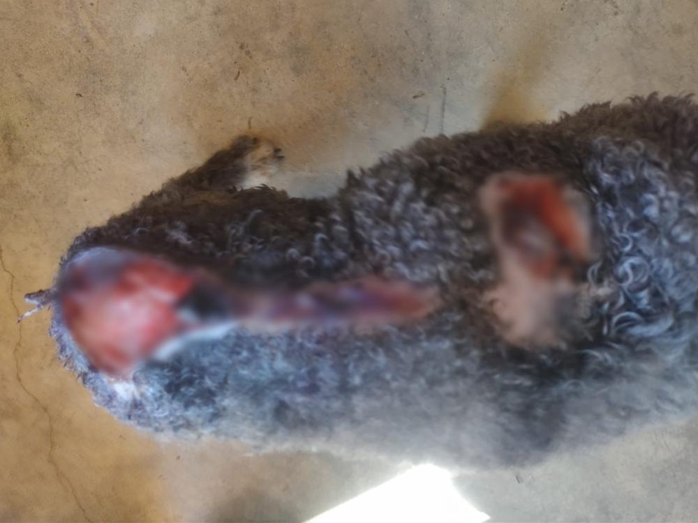 Animal é vítima de ato de crueldade em Nova Roma do Sul