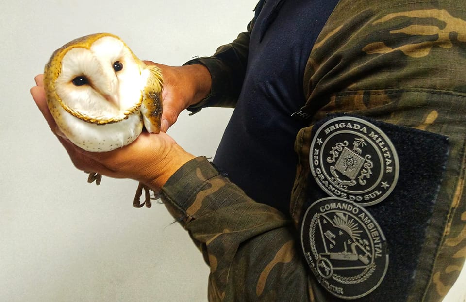 Crédito: Divulgação