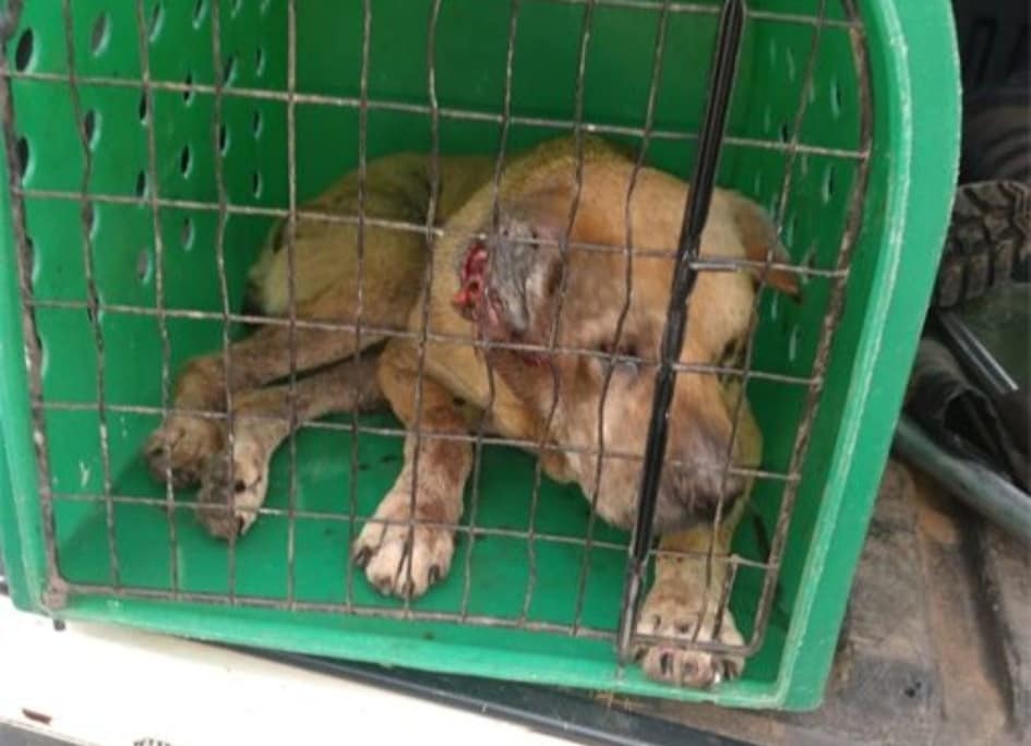Homem é preso por maus-tratos a uma cachorra em Bento Gonçalves