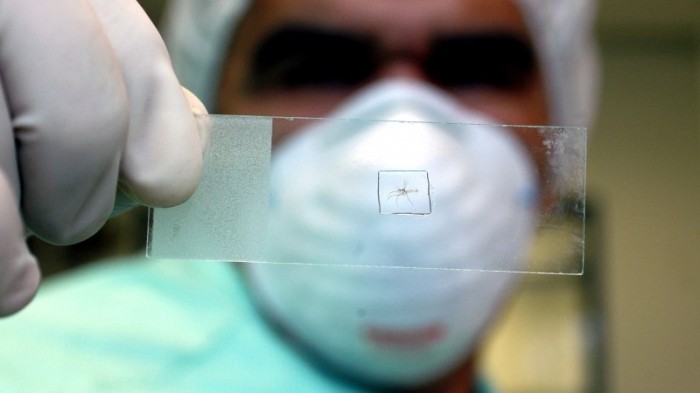 Doença é transmitida pelo mosquito Aedes aegypti -Foto: Fiocruz Imagens