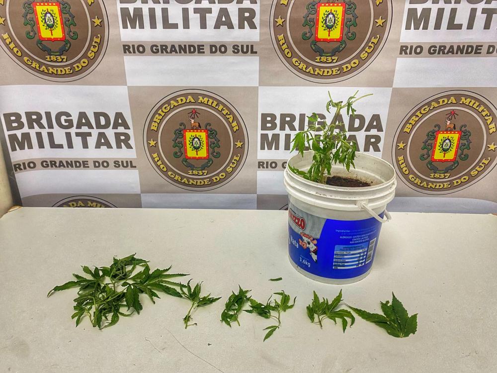 Estudantes do PROERD denunciam cultivo de maconha em condomínio