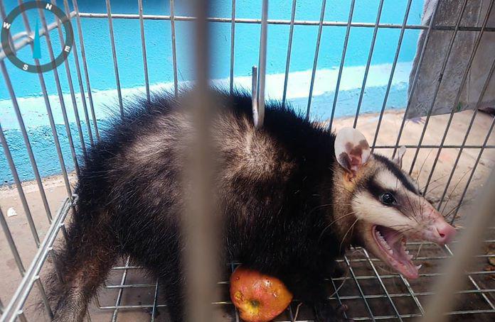 O animal silvestre estava em boas condições físicas, assim foi solto em uma área de mata nativa, do município.