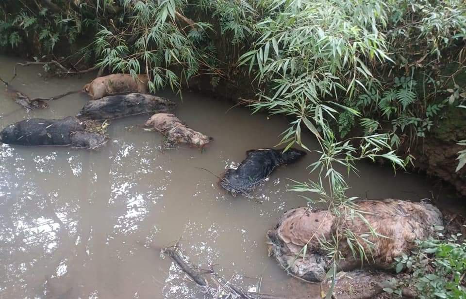 Homem mata seis cachorros e depois os joga em córrego