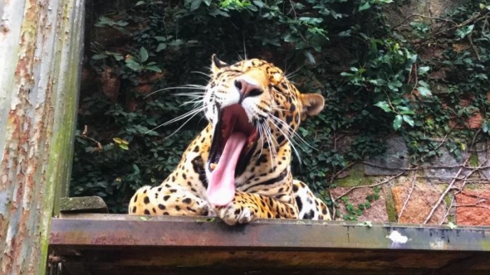 Na comemoração do aniversário, a entrada, para pessoas a pé, é 1 kg de alimento não perecível -Foto: Vanessa Silva/Ascom Sema