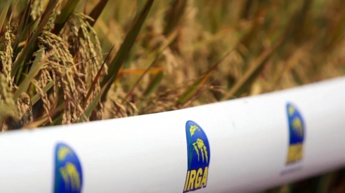 Cultivar 424 RI desenvolvida pelo Irga -Foto: Divulgação/Irga