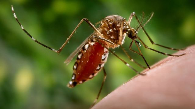 Atualmente três casos de chikungunya já foram confirmados em Bento Gonçalves, sendo dois importados e este autóctone. 