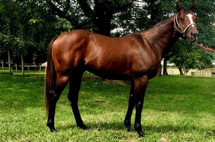 Características, do solo, da pastagem e do clima favorecem criação de puros sangue em Bagé