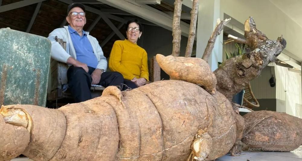 Mandioca gigante viralizou nas redes sociais - Fotos: Tatiane Hansen/Jornal de Pomerode/Divulgação