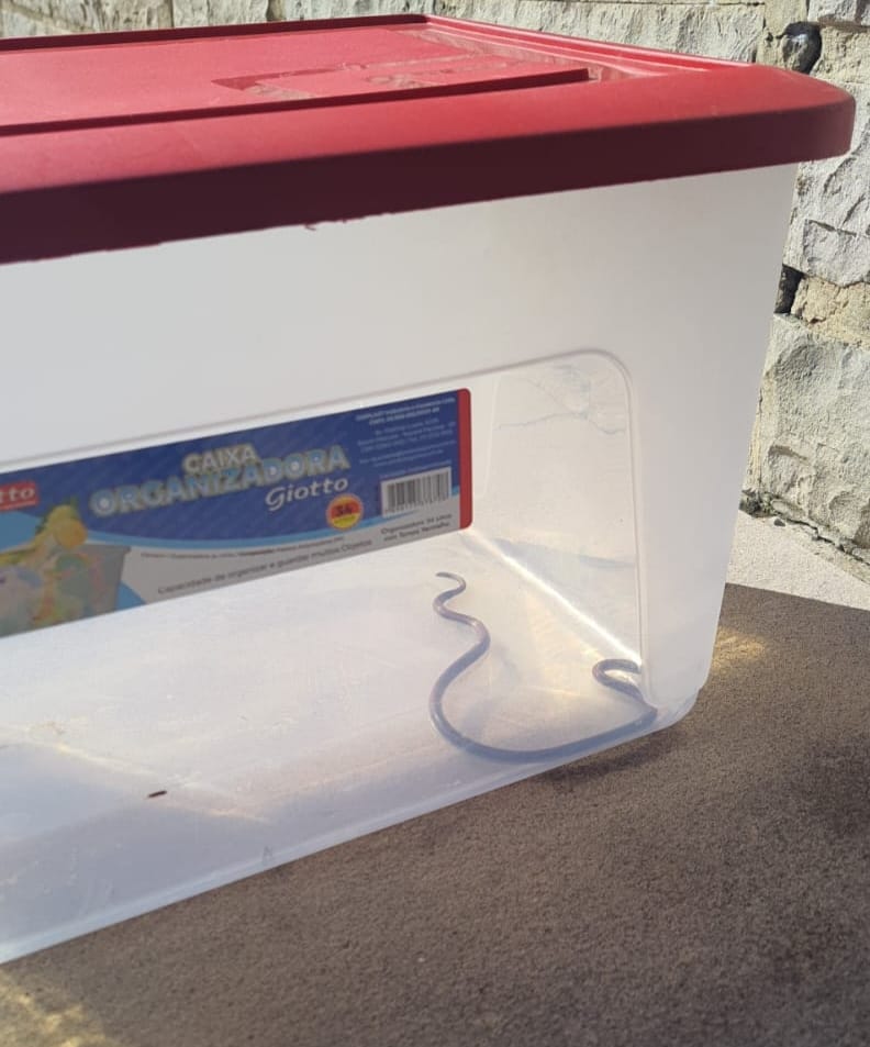 Mais uma cobra é encontrada dentro de casa em Bento Gonçalves