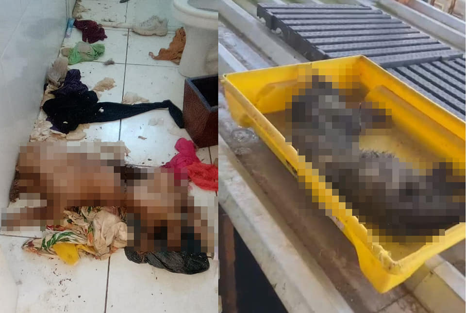 Alguns animais já estavam mortos há dias e até em estado avançado de decomposição. Crédito: Divulgação