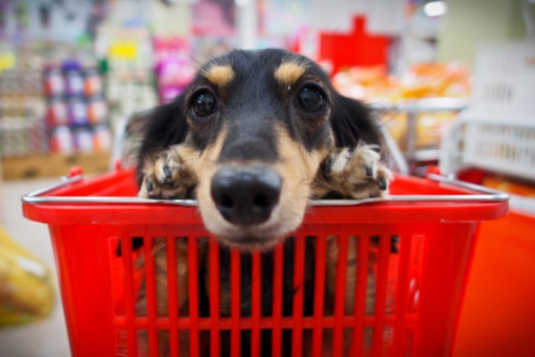 Vereador convoca audiência pública para discutir veto de projeto que permitia entrada de animais em estabelecimentos de Bento