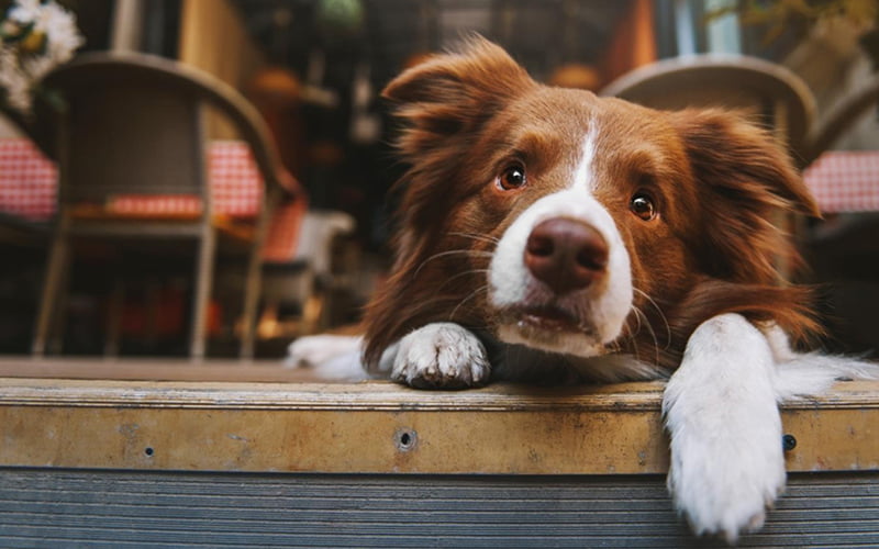 Vereadores votam veto da entrada de animais em qualquer estabelecimento de Bento Gonçalves