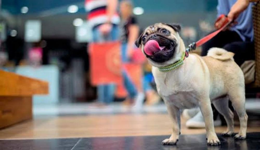 A votação teve um voto contra e 15 a favor do veto, assim a Lei não entrará mais em vigor. Crédito: Divulgação