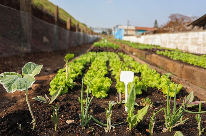 O PL 2.100/2019, que esta na pauta da CRA, permite hortas comunitárias em terrenos da União - Foto: Daniel Castellano/SMCS