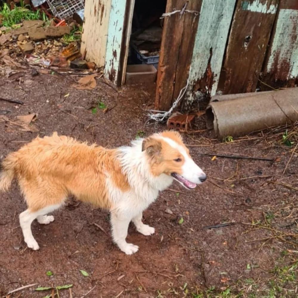 Cachorro vítima de maus-tratos é resgatado no interior de Carlos Barbosa
