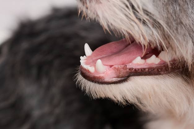 Criança é mordida por cachorro no bairro Santa Marta
