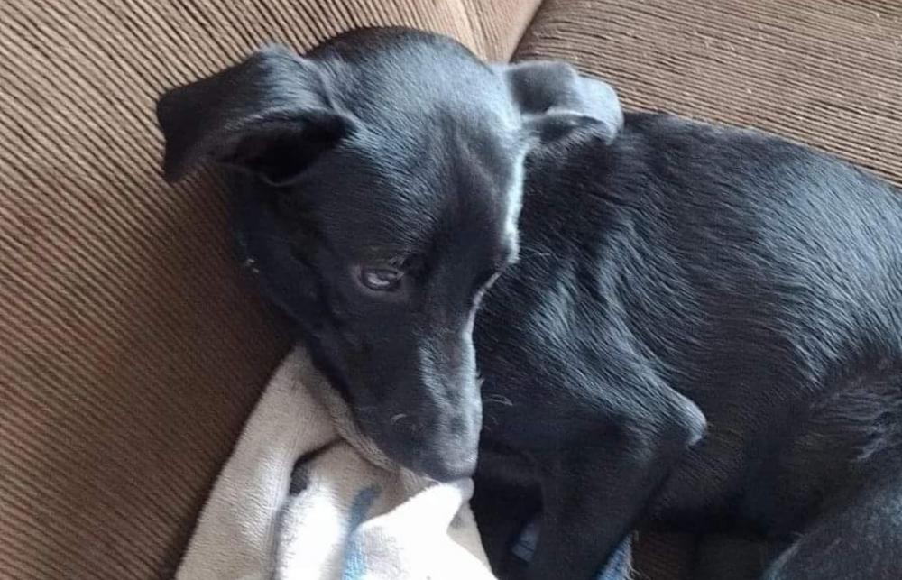 Após três meses de adoção, Copinho foi devolvido com a justificativa que o prédio onde a adotante mora a notificou. Crédito: Divulgação/Bento Pet