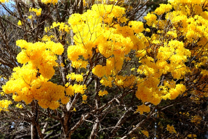 © Valter Campanato/Agência Brasil