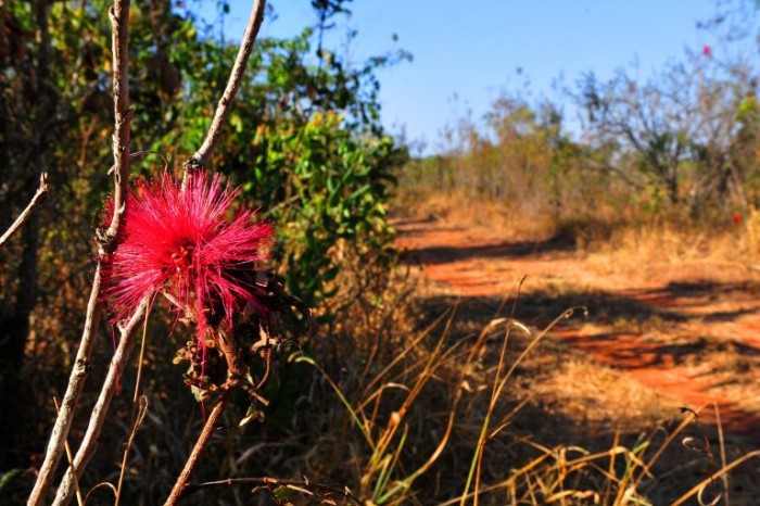 Projeções indicam redução de 33,9% nos fluxos dos rios até 2050 - (Foto: Renato Araújo/Agência Brasília)