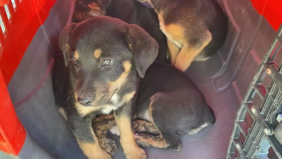 Crédito: Divulgação 