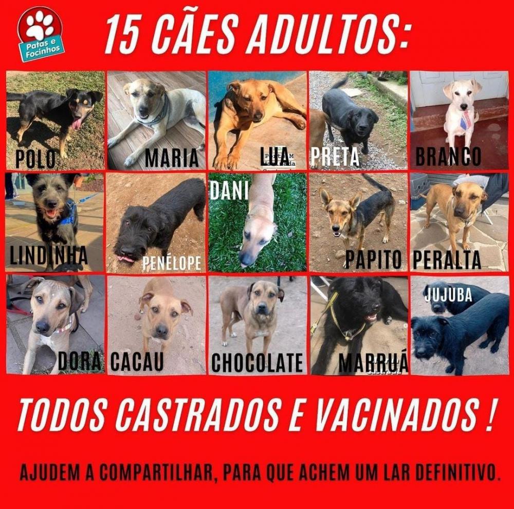 ONG Patas e Focinhos está com mais de 40 animais para adoção