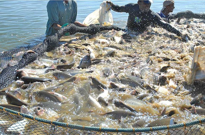 Criação de peixes no Tocantins: projeto beneficia empreendimentos de pequeno e médio porte - Foto: Projeto Tamborá/Madson Maranhão