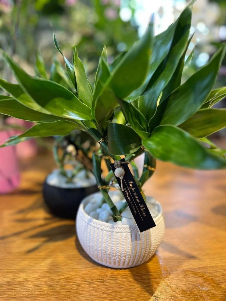 Divulgação @imperiumflores