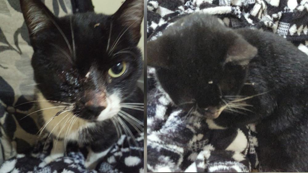 Gato é atingido por disparos de arma de fogo em Bento Gonçalves