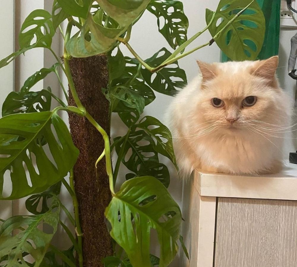 Fotos arquivo pessoal @marcelopastorio