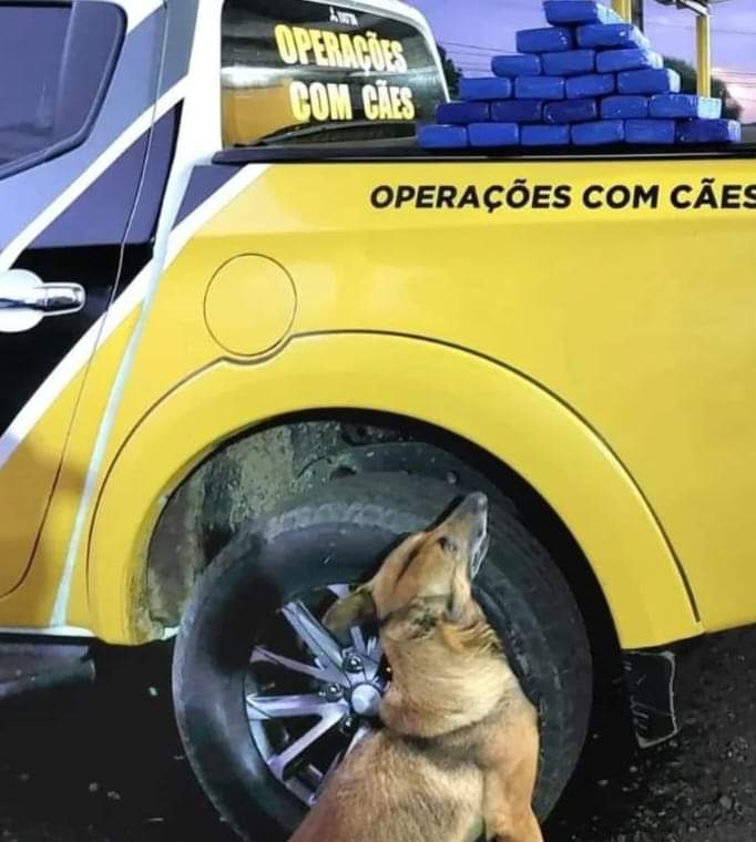 Policiais paranaenses apreendem mais de 14kg de maconha que seriam entregues em Caxias do Sul