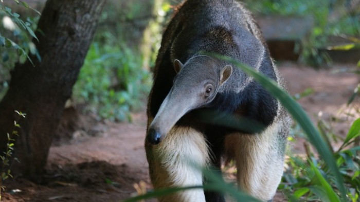 Kiara nasceu em São Paulo e agora vive no Parque Zoológico de Sapucaia do Sul -Foto: Leandro Souza/Ascom Sema