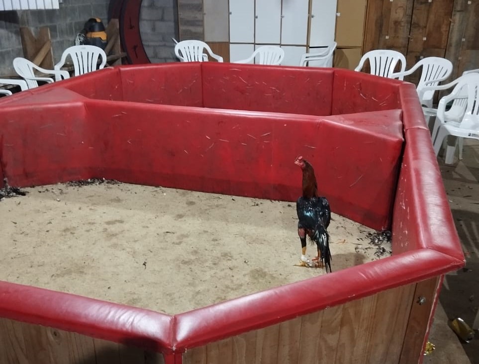 Mais de 50 galos foram resgatados pelos policiais da Brigada Militar - Fotos: Brigada Militar