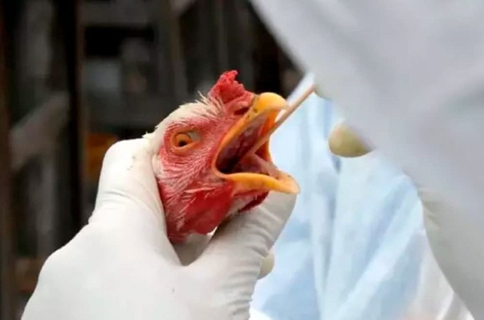 Frango é examinado em atividade de prevenção à gripe aviária - Foto: Wilson Dias/Agência Brasil