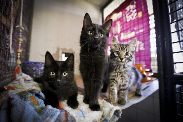 Foto: Breno Esaki/Agência Saúde DF