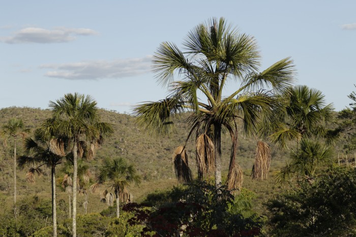 © Joédson Alves/Agência Brasil