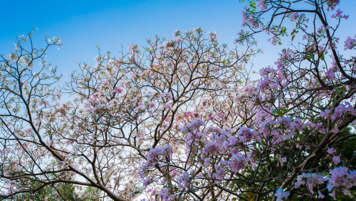 Primavera chegou e com ela os ipês que trazem cor para as cidades brasileiras. Crédito: Chico Rasta/MTur.