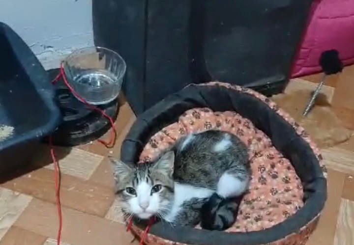 Homem é preso por torturar e matar gatos em Caxias do Sul