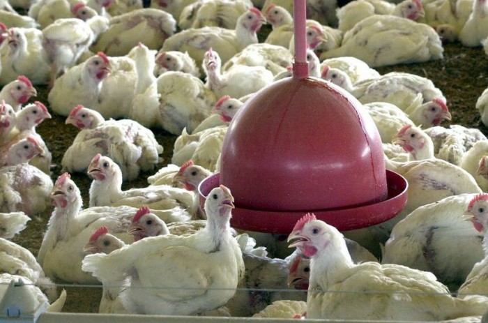 Medida provisória liberou R$ 200 milhões para prevenção e combate à gripe aviária - Foto: Agência Brasil