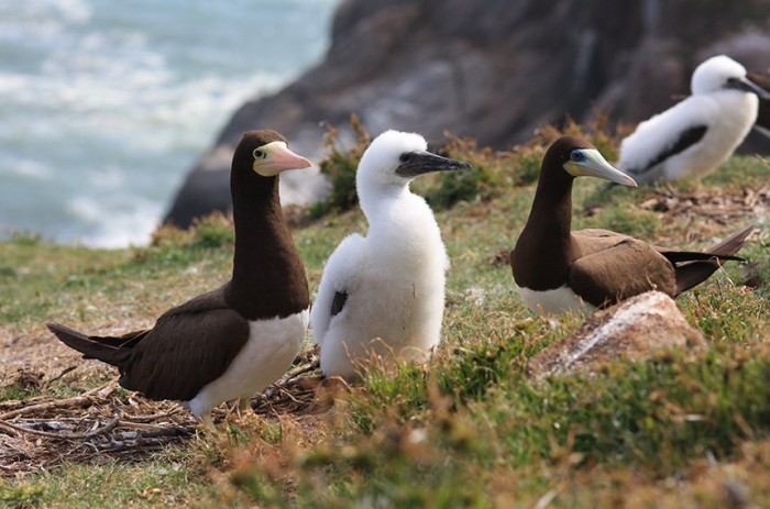Atobá-pardo é uma das espécies de aves silvestres em que foi identificado o vírus da gripe aviária - Foto: André Ganzarolli Martins