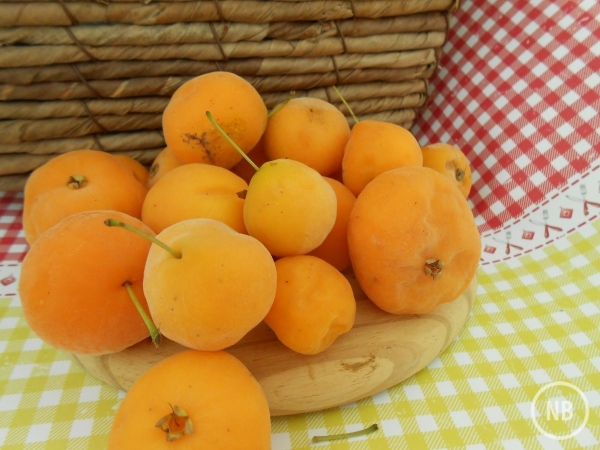 Uvaia, você já provou essa fruta ? Ela é aliada da visão, da pele e da imunidade