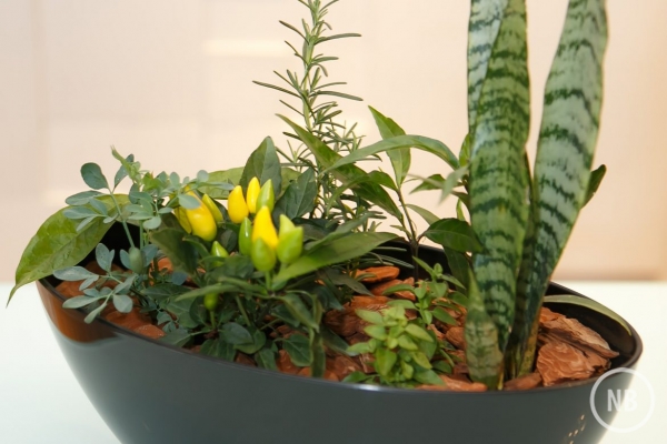 O poder das plantas na harmonização de ambientes