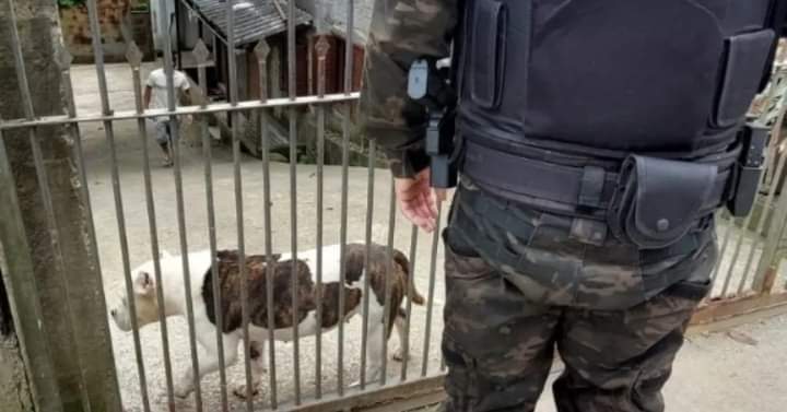 Cachorro é agredido com golpes de faca em Bento Gonçalves