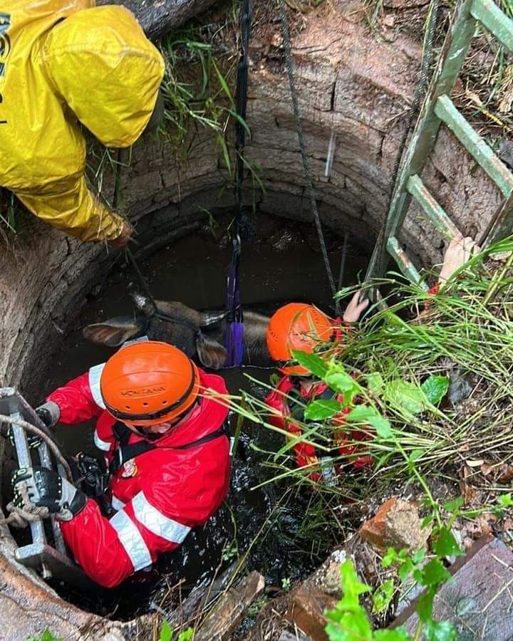 Vaca sobrevive após cair dentro de um poço