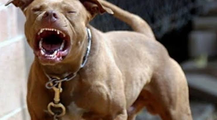 (Imagem ilustrativa) 