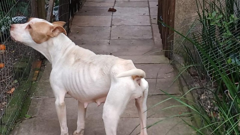 BM resgata animal vítima de maus-tratos em Bento Gonçalves